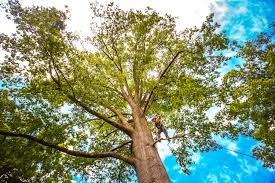 Best Tree Health Inspection  in North Sarasota, FL