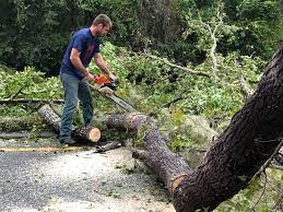 Best Tree Risk Assessment  in North Sarasota, FL