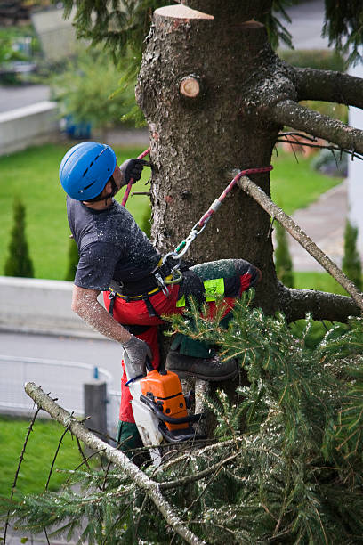 Best Firewood Processing and Delivery  in North Sarasota, FL