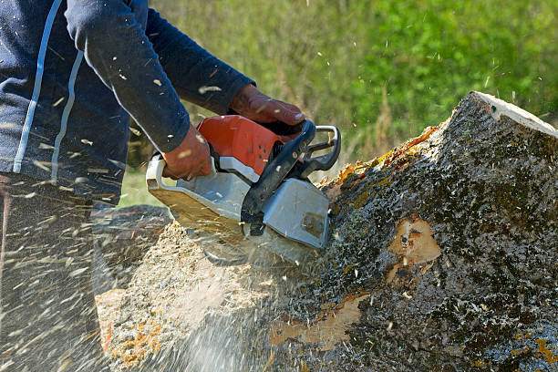 Best Tree Maintenance Programs  in North Sarasota, FL